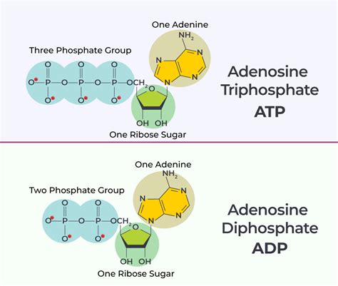adpao|ADP.